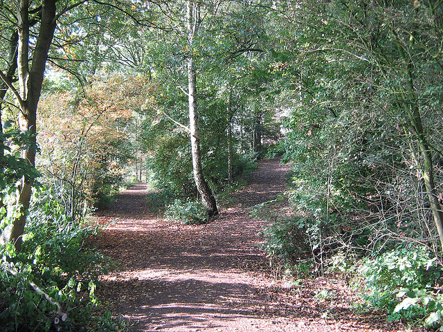 Forked path