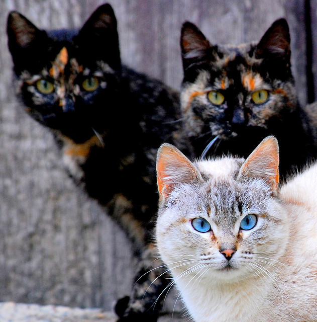 Group of kittens
